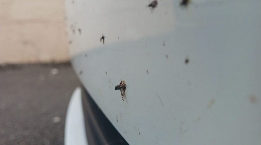 dead bugs on car paint