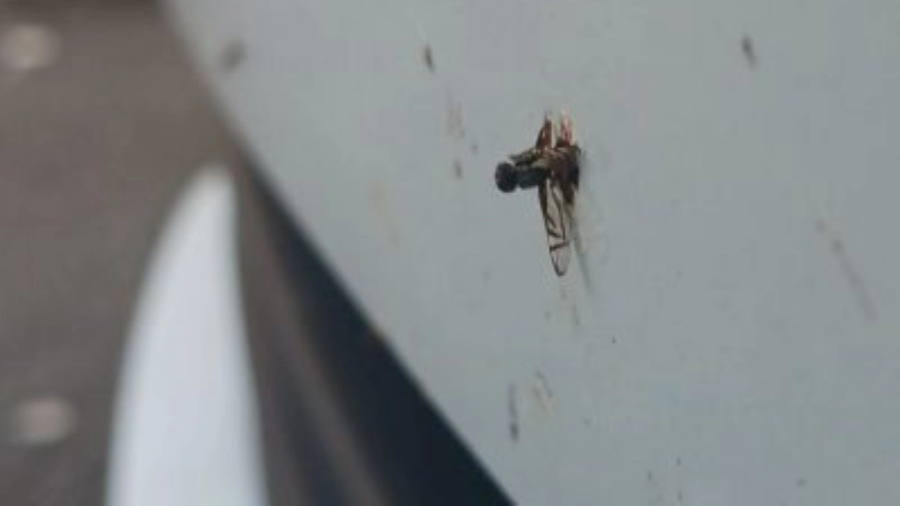How to remove bugs from car paint — safe cleanup of bug residue on a white bumper in Bucks County