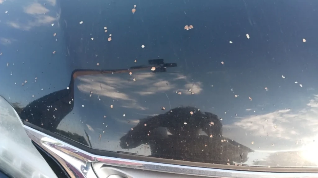 Rusted rock chips on a Lexus hood — paint damage requiring professional rock chip repair