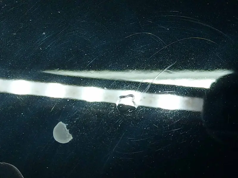 Close-up of clear coat etching caused by tree sap after removal from black car paint
